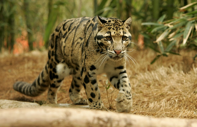 clouded leopard